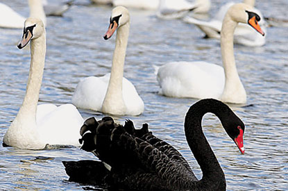 black swan event investwithalex